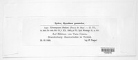 Uromyces viciae-fabae image
